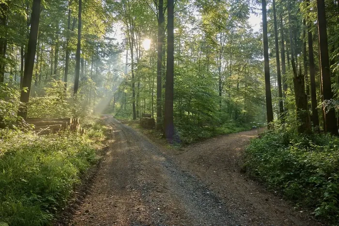 Framed Print : Fork, forest path, deciduous forest