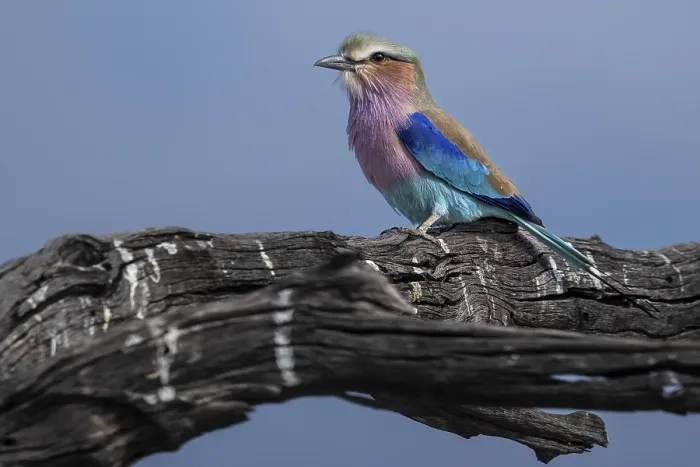 Framed Print : Fork-tailed Roller (Coracias caudata)