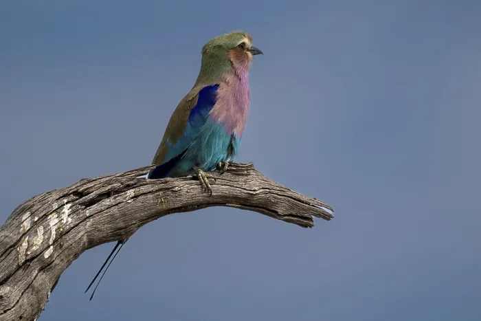 Framed Print : Fork-tailed Roller (Coracias caudata)