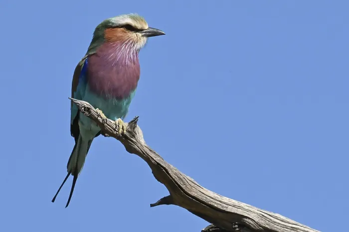 Framed Print : Fork-tailed Roller (Coracias caudata) sitting on a dry branch