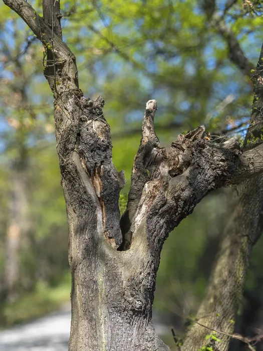 Framed Print : Fork in the trunk of a gnarled tree in the Riddagshauser Teiche nature reserve