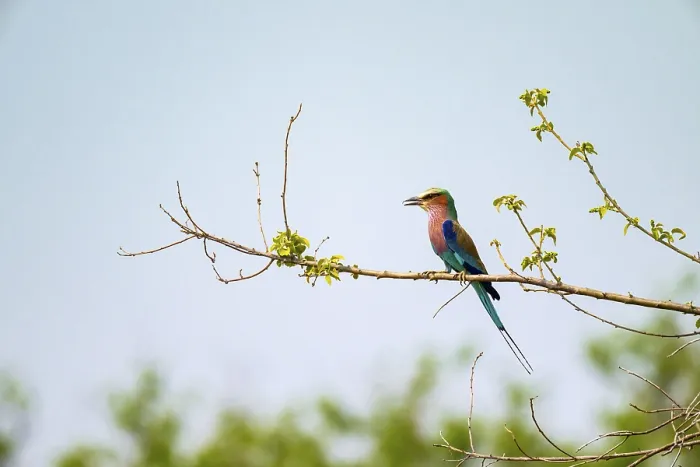 Framed Print : Forked Roller (Coracias caudatus) Framed Print : Forked Roller (Coracias caudatus)
