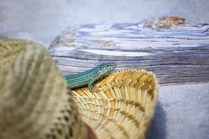 Framed Print : Formentera lizard Podarcis pityusensis formenterae in a tourist beach hat