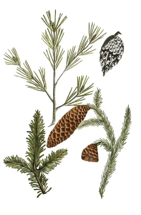 Framed Print : Formina, silver fir (Abies) vulgaris