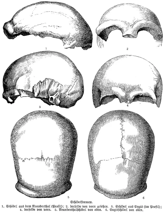 Framed Print : Forms of individual skulls of various prehistoric peoples from the history of mankind, Neanderthals, skull of Engis near Liege, excavations, archaeology, palaeontology, Belgium, historical illustration1880, Europe