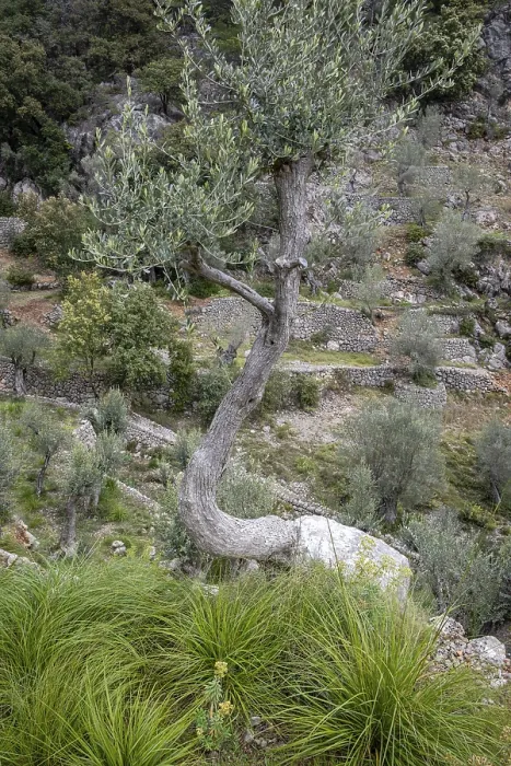 Framed Print : Fornalutx olive groves, Majorca Framed Print : Fornalutx olive groves, Majorca