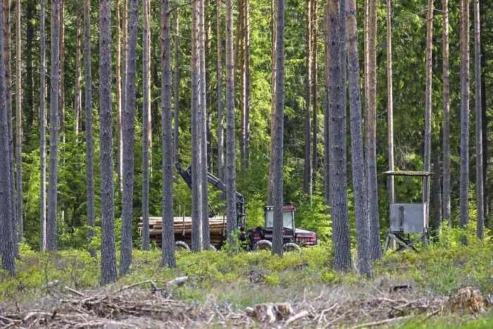 Framed Print : Forwarder with a crane transporting cut timber logs in coniferous forest among tall pine trees