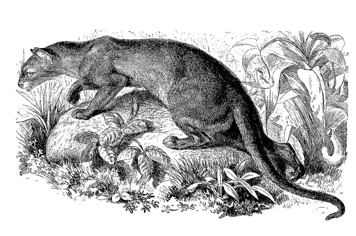 Framed Print : Fossa (Cryptoprocta ferox), also fossa Framed Print : Fossa (Cryptoprocta ferox), also fossa