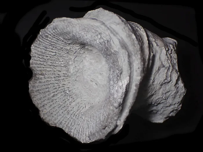 Framed Print : Fossil coral, petrification, cystiphyllum tenue Framed Print : Fossil coral, petrification, cystiphyllum tenue