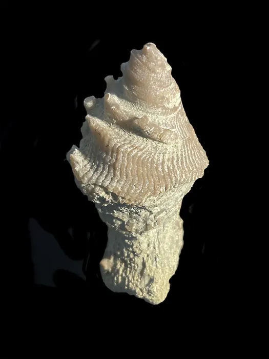 Framed Print : Fossil coral, petrification, cystiphyllum tenue Framed Print : Fossil coral, petrification, cystiphyllum tenue