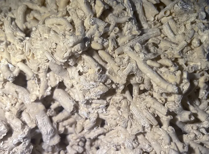 Framed Print : Fossil coral, petrification, Dendrophyllia candelabrum