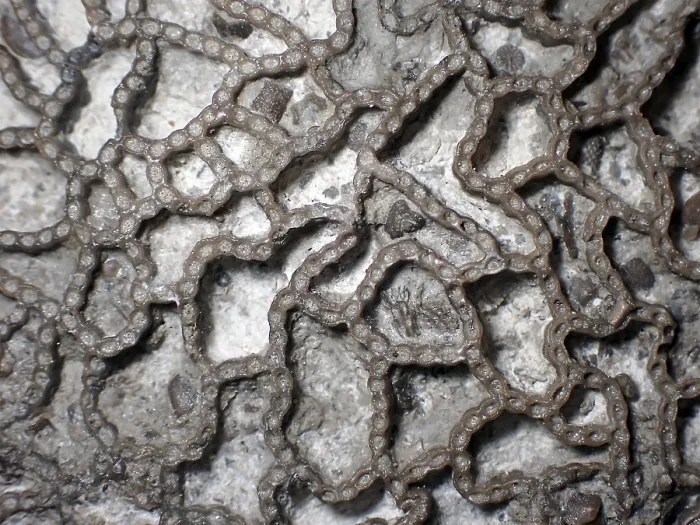Framed Print : Fossil coral, petrification, Halysites Spec
