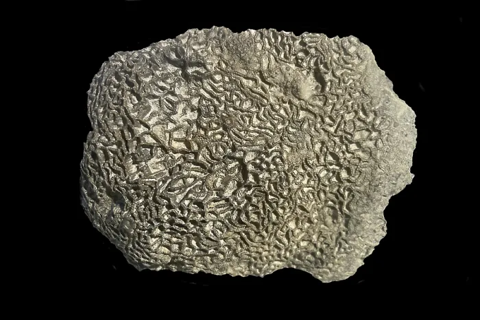 Framed Print : Fossil coral, petrification, Halysites spec Framed Print : Fossil coral, petrification, Halysites spec