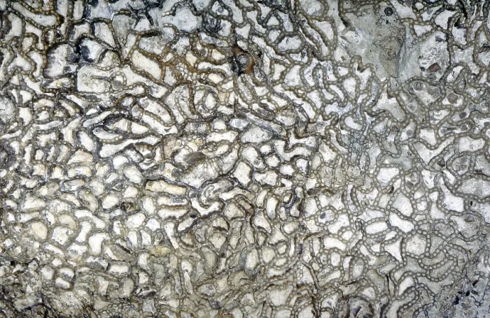 Framed Print : Fossil coral, petrification, Halysites spec