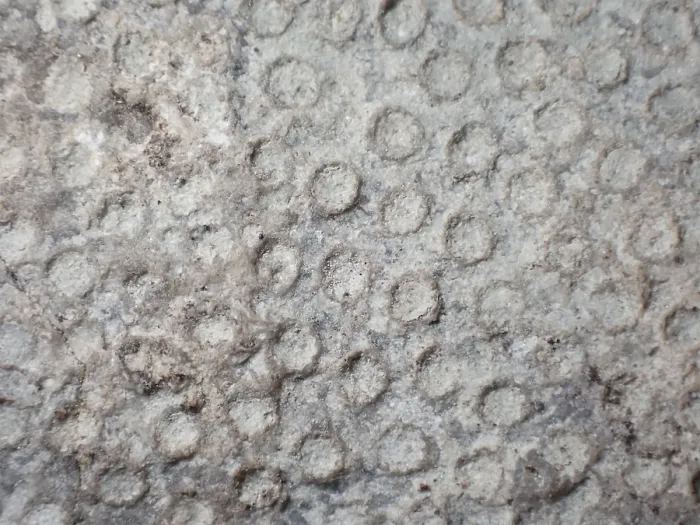 Framed Print : Fossil coral, petrification, Heliolites spec