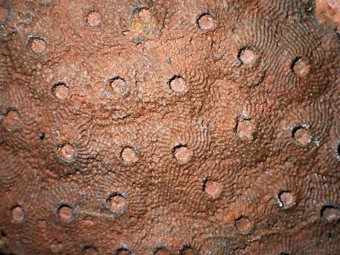 Framed Print : Fossil coral, petrification, Phillipsastrea cf