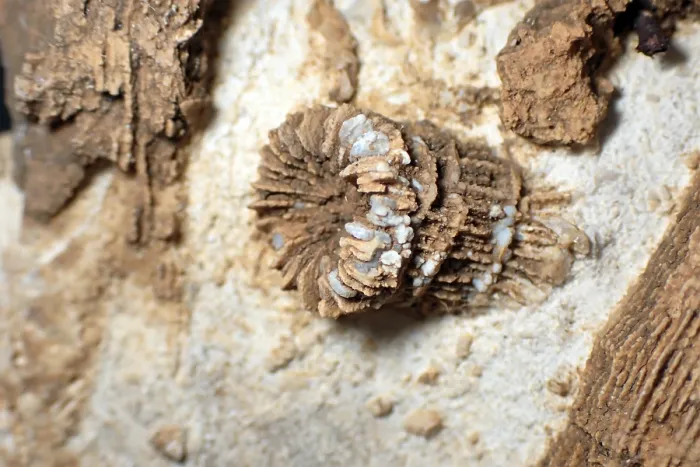 Framed Print : Fossil coral, petrification, Thecosmilia trichotoma
