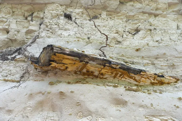 Framed Print : A fossilised piece of wood protruding from a stone wall Framed Print : A fossilised piece of wood protruding from a stone wall