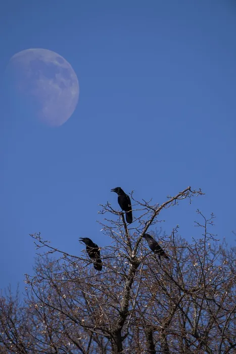 Framed Print : FOTOMONTAGE, calling crows on a tree