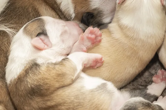Framed Print : Four-day-old puppy (Icelandic dog)
