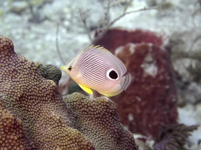 Framed Print : Four-eye butterflyfish (Chaetodon capistratus)