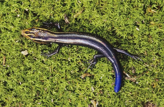 Framed Print : Four-lined Skink (Eumeces tetragrammus tetragrammus) Framed Print : Four-lined Skink (Eumeces tetragrammus tetragrammus)
