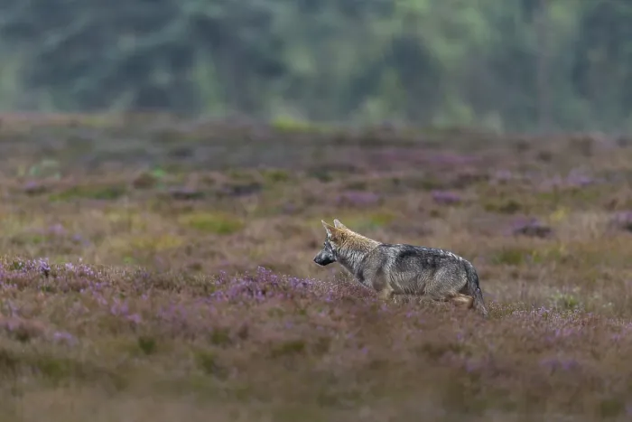 Framed Print : A four-month-old wolf puppy (Canis lupus) hunting for mice between blooming broom heath