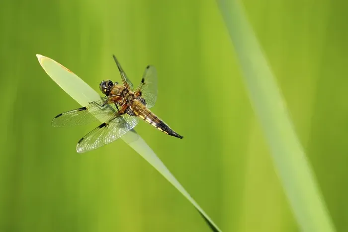 Framed Print : Four-spotted Chaser or Four-spotted Skimmer (Libellula quadrimaculata) on a leaf