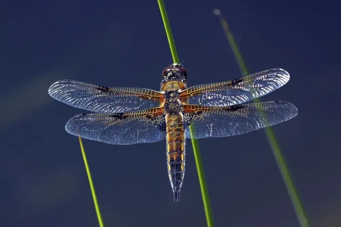 Framed Print : Four-spotted Chaser or Libellula