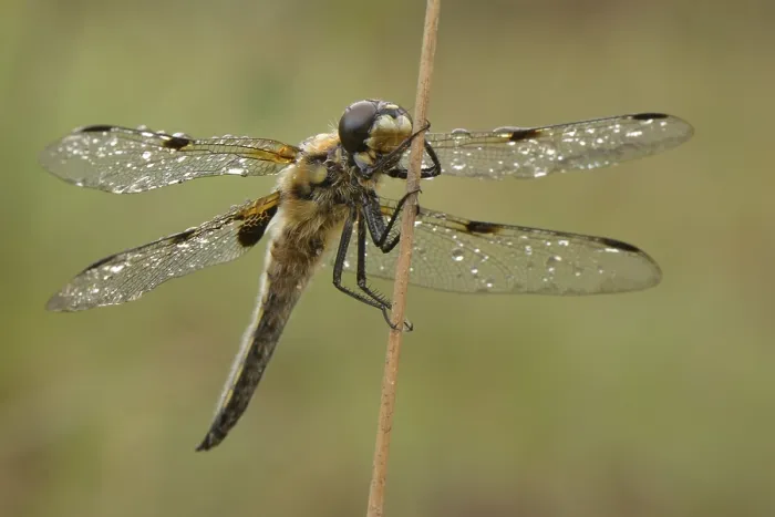 Framed Print : Four-spotted Chaser (Libellula quadrimaculata) dragonfly resting with dewy wings on a blade of rush grass