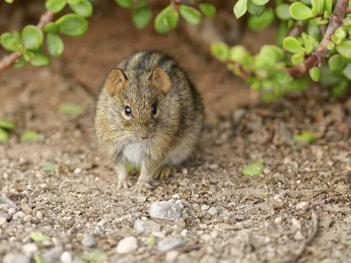 Framed Print : Four-striped grass mouse (Rhabdomys pumilio) Framed Print : Four-striped grass mouse (Rhabdomys pumilio)