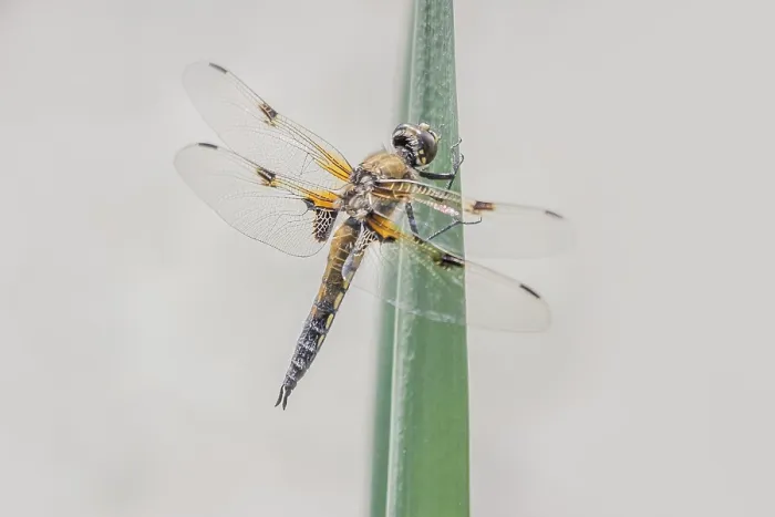Framed Print : Fourspot Libellula quadrimaculata' Fourspot Libellula quadrimaculata