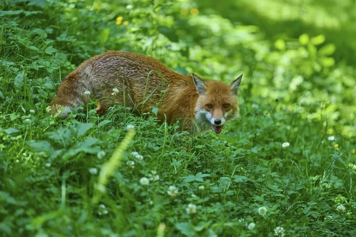 Framed Print : A fox crouches in a green thicket and looks ahead Framed Print : A fox crouches in a green thicket and looks ahead