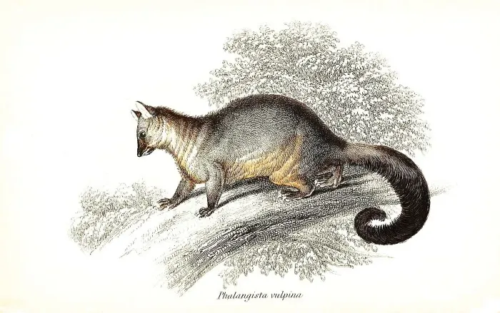 Framed Print : Fox cusus, Phalangista vulpina, syn Framed Print : Fox cusus, Phalangista vulpina, syn