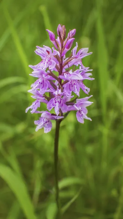Framed Print : Fox herb Dactylorhiza fuchsii' Fox herb Dactylorhiza fuchsii