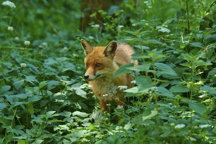 Framed Print : A fox hiding in the dense, green forest foliage