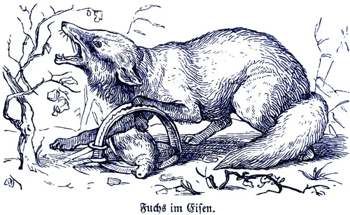 Framed Print : Fox in iron, trap, Hubertus hunting and hunting scenes Framed Print : Fox in iron, trap, Hubertus hunting and hunting scenes