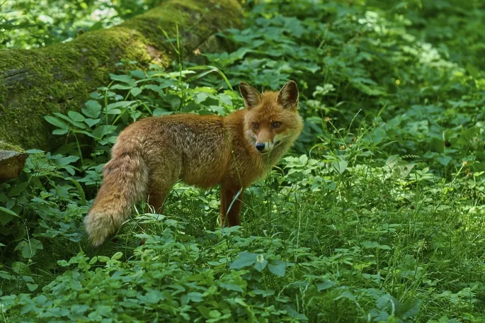 Framed Print : A fox in a lush green forest next to a fallen tree trunk Framed Print : A fox in a lush green forest next to a fallen tree trunk