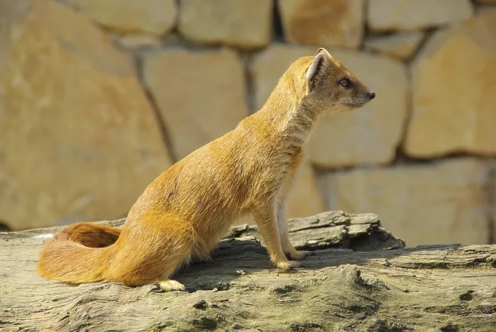 Framed Print : Fox Mongoose, Yellow Mongoose Framed Print : Fox Mongoose, Yellow Mongoose