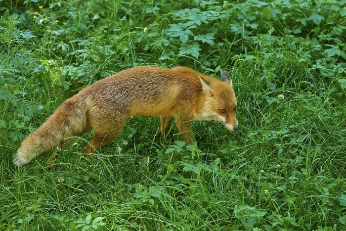 Framed Print : A fox moves cautiously across a lush green meadow