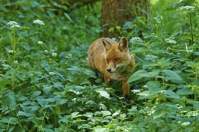 Framed Print : A fox moves through the dense forest vegetation Framed Print : A fox moves through the dense forest vegetation