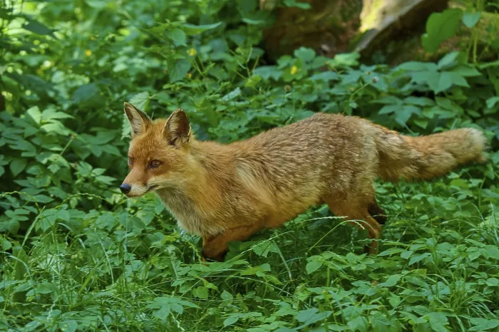 Framed Print : A fox moves through dense, green forest foliage