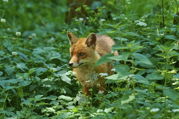 Framed Print : A fox peers through the dense green of the forest Framed Print : A fox peers through the dense green of the forest
