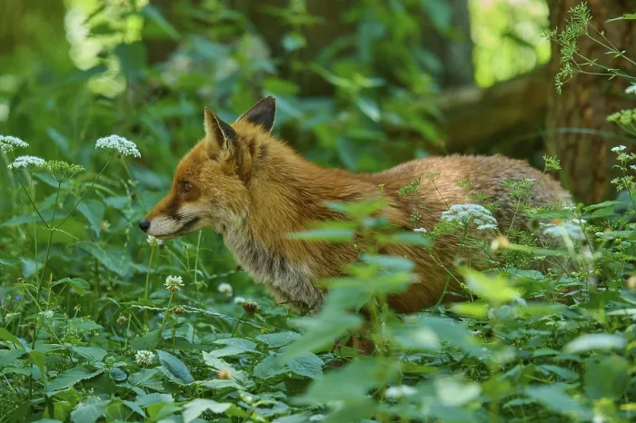 Framed Print : A fox raises its head in the green vegetation and looks curiously