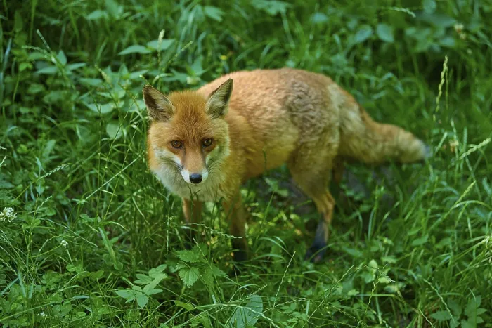 Framed Print : A fox standing in the green forest grass Framed Print : A fox standing in the green forest grass