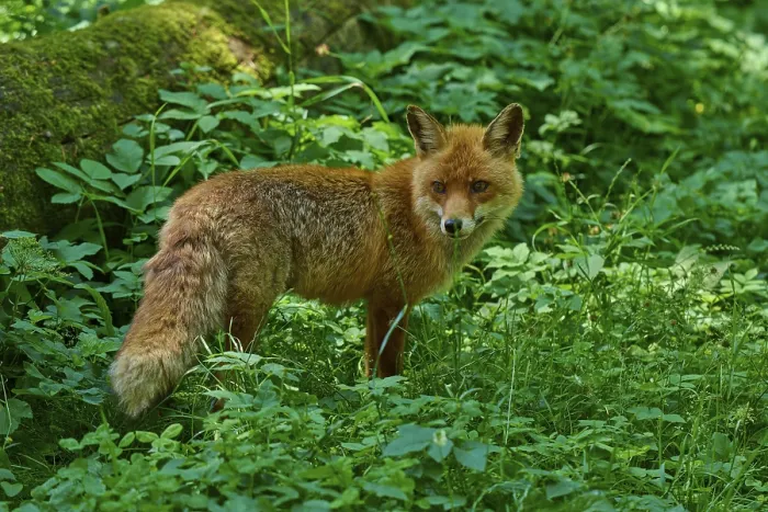 Framed Print : A fox stands in the green of the forest Framed Print : A fox stands in the green of the forest