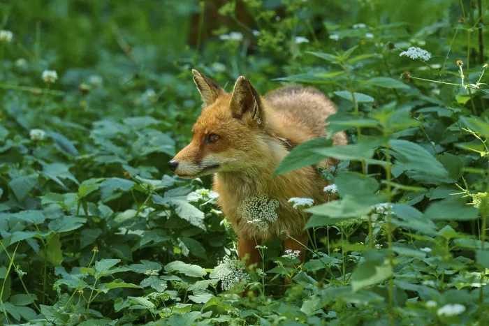 Framed Print : A fox stands in a green forest surrounded by flowers and leaves Framed Print : A fox stands in a green forest surrounded by flowers and leaves