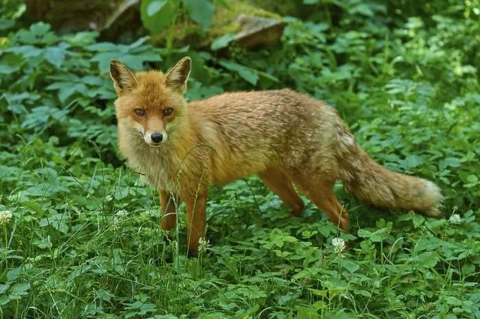 Framed Print : A fox stands in the green grass and looks curiously