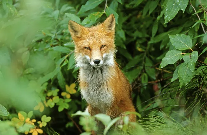 Framed Print : Fox (Vulpes vulpes), Denali N.P. Alaska