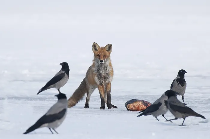 Framed Print : Fox (Vulpes Vulpes), at the eagle's feeder the fox finds the laid out carp in the snow